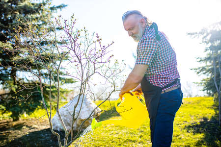 gray hair and beard man during springtime in gardenの写真素材