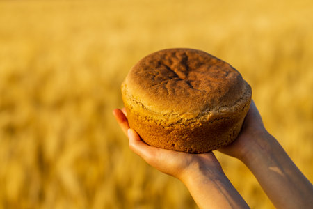 Yellow agriculture field with ripe wheat and blue sky