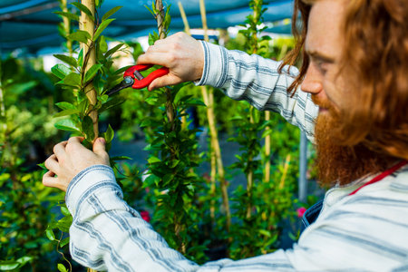 young redhaired ginger bearded man in apron cut bushes in the garden or plantationの写真素材