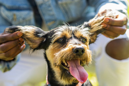 latin american man walking with his cute dog at sunny day in city park lawn on the grassの写真素材