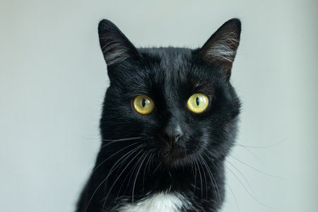 A black and white cat with yellow eyes is staring at the cameraの写真素材