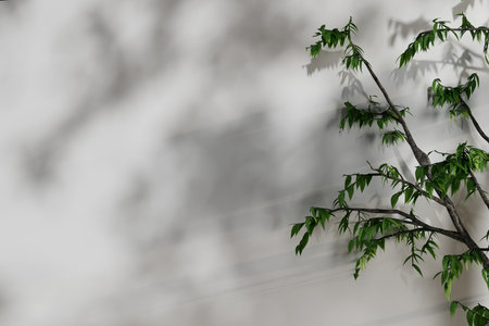 3d render illustration A tree with green leaves is casting a shadow on a white wallの写真素材