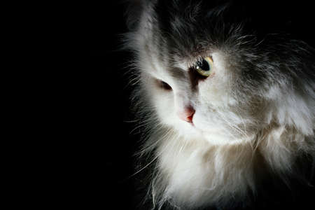 White cat in black backgroundの写真素材