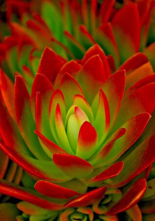 A colorful escheveria garden succulent.の写真素材