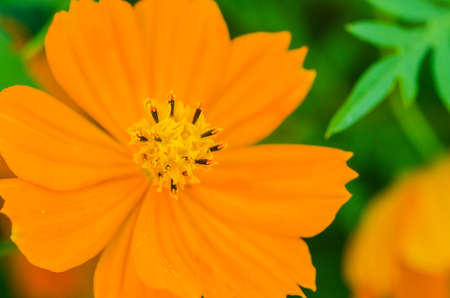 Orange Cosmos flower against grassy green background 