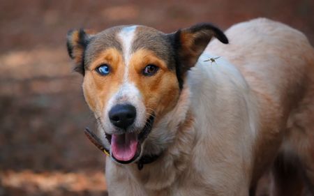 Dog looking to a flying bee