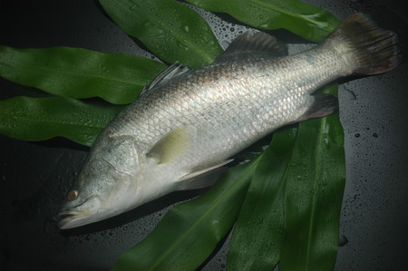 Barramundi Fish の写真素材