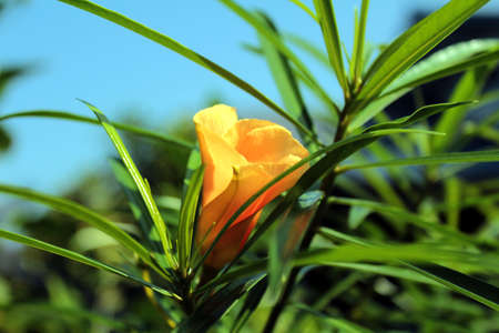 Yellow flowersの写真素材