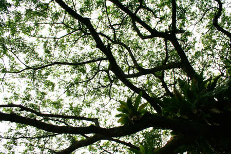 treesの写真素材