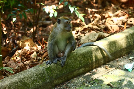 Mammal