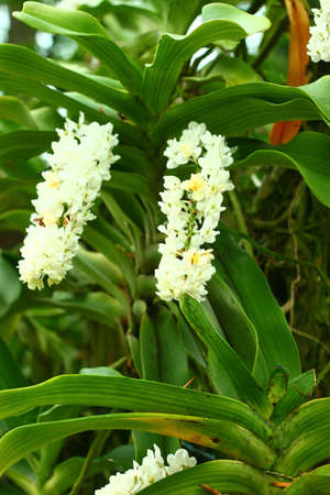 flowersの写真素材