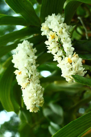 leavesの写真素材