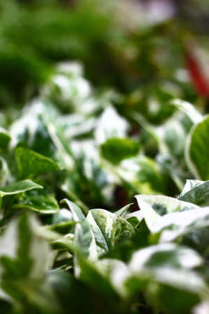 vegetationの写真素材