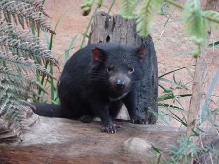 Tasmanian Devilの写真素材