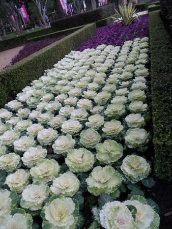 Plantsのeditorial素材