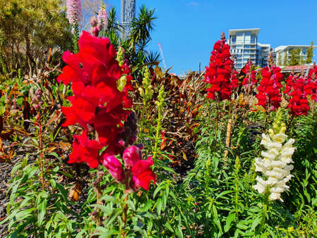 Roma Park in Brisbane, Queensland Australiaの写真素材