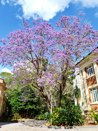 Jacaranda trees in Brisbaneの写真素材