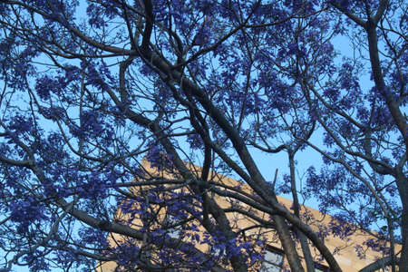 Jacaranda trees at the University of Queenslandの写真素材