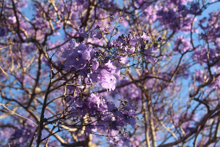 Jacaranda trees at the University of Queenslandの写真素材