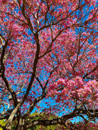 Pink cherry blossom tree with blue sky background,Thailand.