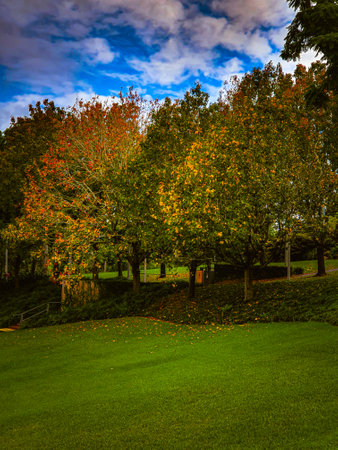 Autumn landscape in the park with colorful trees and fallen leaves.の写真素材