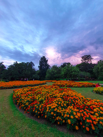 Colorful flower garden in the evening at Doi Ang Khang, Chiang Mai, Thailandの写真素材
