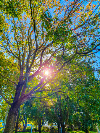 Trees in the park with sunbeams and lens flare.の写真素材
