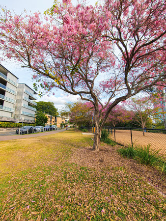 Cherry blossom tree in public park in Bangkok, Thailand.の写真素材