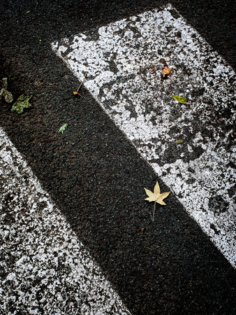 Asphalt texture with white line and yellow leaf in autumn season.の写真素材