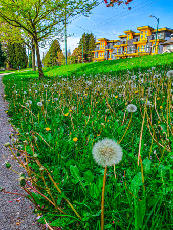 Dandelions in a park in the city. Spring landscape.の写真素材