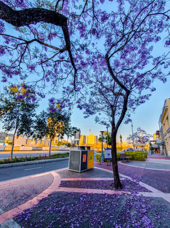 Jacaranda tree in the city.