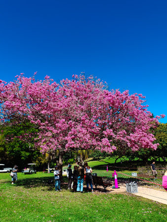 Cherry blossom tree. It is one of the largest trees in the world.