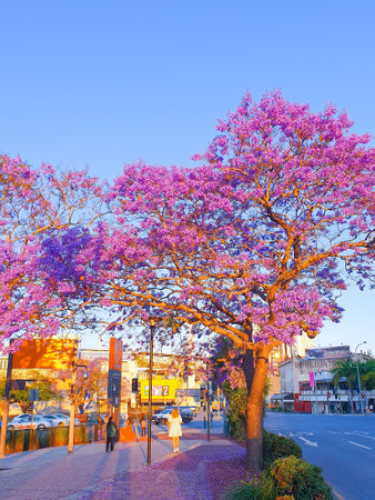 Beautiful blooming tree in the streets.の写真素材