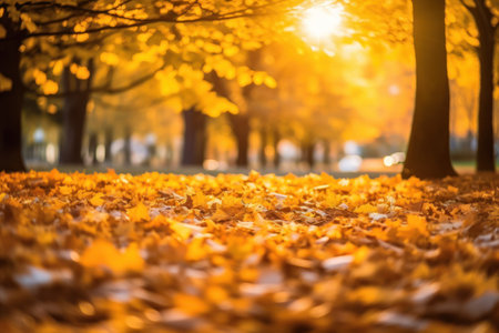 Beautiful autumn season leaf sunlightの素材