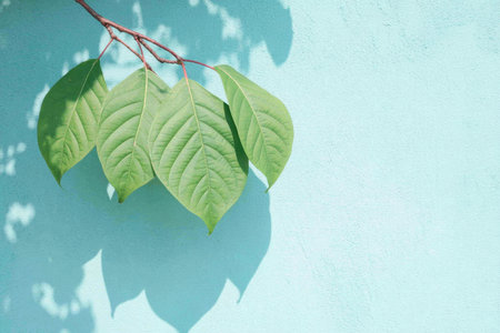 A leafy branch is hanging over a blue wall. The leaves are green and the shadow they cast on the wall is also green. Concept of calm and tranquility, as the natural beauty of the leavesの素材