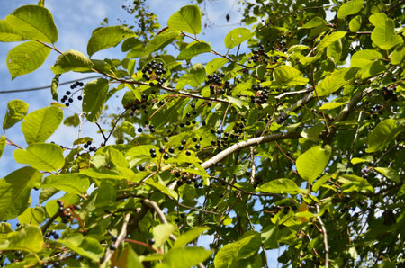 the branches of the Bush cherry with berries