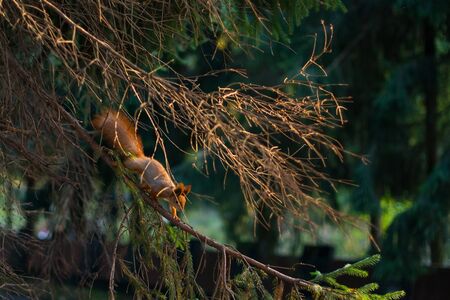 Squirrel running on tree branchの写真素材