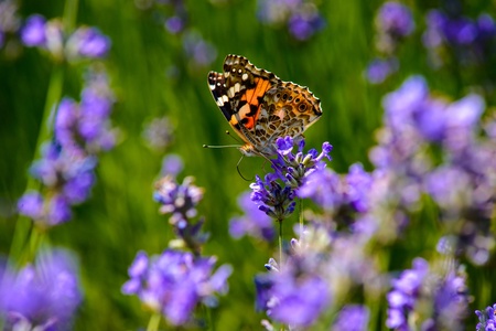 Beautiful butterfly sitting on colorful flowersの写真素材