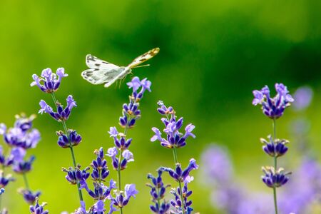 Beautiful butterfly sitting on colorful flowersの写真素材