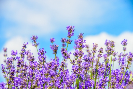 Field of flowersの写真素材