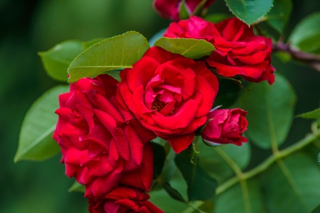 Beautiful colorful flowersの写真素材