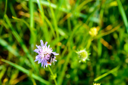 Bumblebee on colorful flowersの写真素材