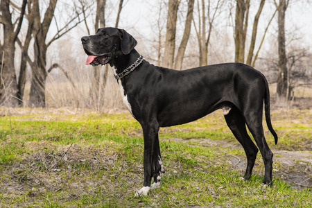 Great Dane dog walking outdoorの写真素材
