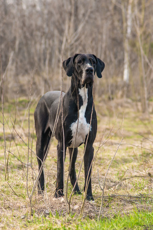 Great Dane dog walking outdoorの写真素材