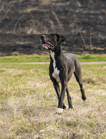 Great Dane dog walking outdoorの写真素材