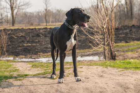 Great Dane dog walking outdoorの写真素材