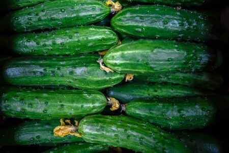 Ripe cucumber lie in a rowの写真素材