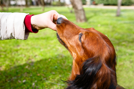 Hostess treats beloved dachshund delicious foodの写真素材