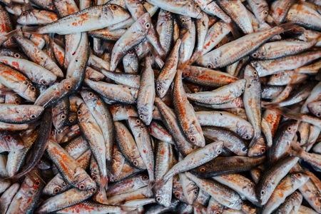 Saltwater fish on market counter.