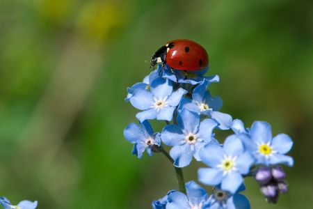 Ladybug on blue flower spring moodの写真素材